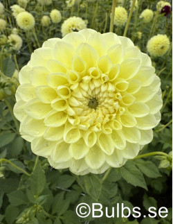 Banana Baby - Dahlia Boll - gul | Dahlia - Bulbs.se