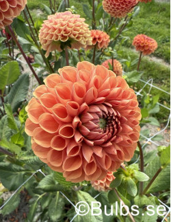 Comet - Dahlia Boll - aprikosorange | Dahlia - Bulbs.se