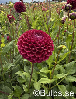 Ivanetti - Dahlia Boll - vinröd| Dahlia - Bulbs.se