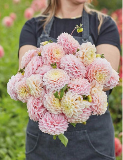 Opal - Dahlia Boll - ljusrosa| Dahlia - Bulbs.se