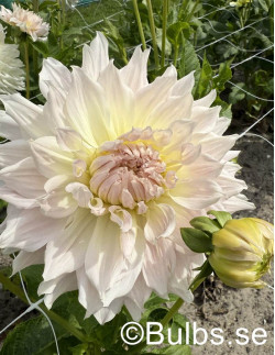 Ka's Cloud - Dahlia Dekorativ - vit | Dahlia - Bulbs.se