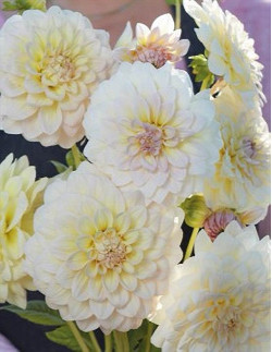 Alloway Cottage - Dahlia Dekorativ - cremevit | Dahlia - Bulbs.se