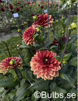 Glossy Maracana - Dahlia Dekorativ - orangeröd | Dahlia - Bulbs.se