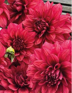 Amarone - Dahlia Dekorativ - röd | Dahlia - Bulbs.se