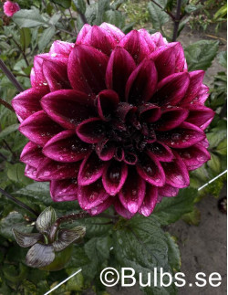 Davina Michelle - Dahlia Dekorativ - mörklila | Dahlia - Bulbs.se