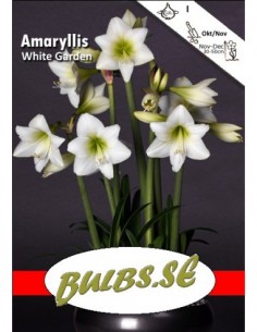 White Garden - Amaryllis...