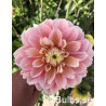 Giovanna - Dahlia Dekorativ - ljusrosa | Dahlia - Bulbs.se