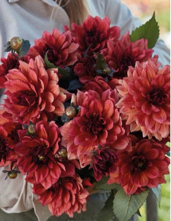 Invitation - Dahlia Dekorativ - rödorange| Dahlia - Bulbs.se