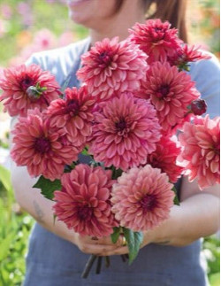 Klara Zak - Dahlia Dekorativ - rosa| Dahlia - Bulbs.se