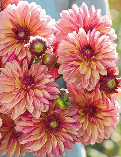 Madame Antoinette - Dahlia Dekorativ - aprikosrosa| Dahlia - Bulbs.se