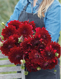 National Velvet - Dahlia Dekorativ - mörkröd | Dahlia - Bulbs.se