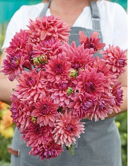 Negroni Sunset - Dahlia Dekorativ - rosa | Dahlia - Bulbs.se