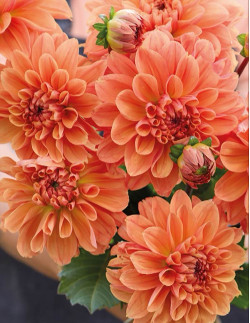 Royal King - Dahlia Dekorativ - orange| Dahlia - Bulbs.se