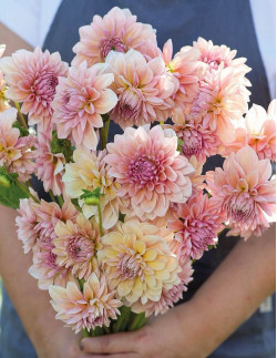 Sturm Sweet Maria - Dahlia Dekorativ - aprikosrosa| Dahlia - Bulbs.se