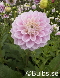 Sweet Love - Dahlia Dekorativ - ljusrosa| Dahlia - Bulbs.se