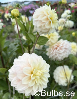 White Cream - Dahlia Dekorativ - cremevit| Dahlia - Bulbs.se