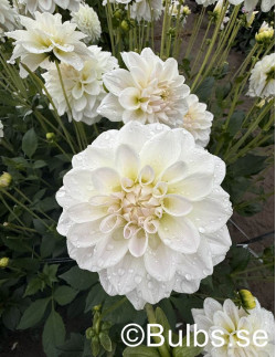 Silver Antique - Dahlia Dekorativ - vit| Dahlia - Bulbs.se