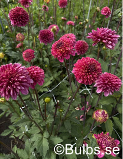 Alyshia - Dahlia Anemon| Dahlia - Bulbs.se