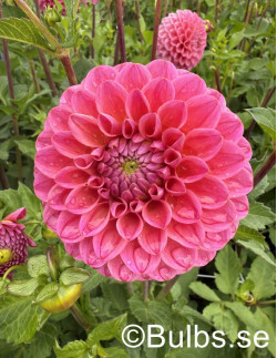 Dikara Superb - Dahlia Boll - rosa| Dahlia - Bulbs.se