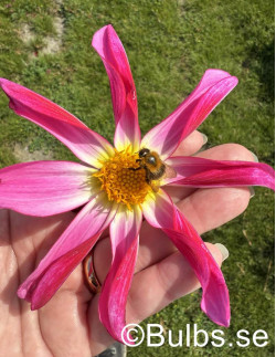 Honka Pink - Dahlia Diverse - rosa | Dahlia - Bulbs.se