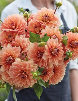 Nicholas - Dahlia Dekorativ | Dahlia - Bulbs.se