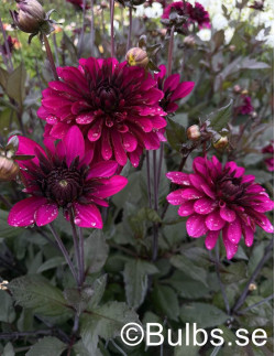 Purple Flame - Dahlia Dekorativ | Dahlia - Bulbs.se