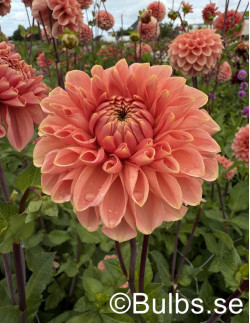 Romance - Dahlia Dekorativ| Dahlia - Bulbs.se