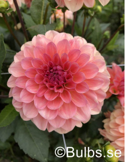 Sebastian - Dahlia Dekorativ | Dahlia - Bulbs.se