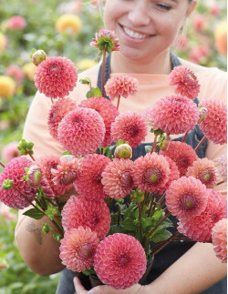 Hapet Coppery - Dahlia Boll - rosa | Dahlia - Bulbs.se