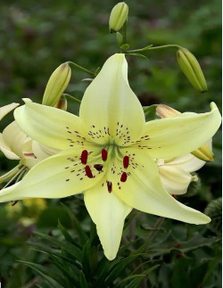 Sweet Surrender - Tigerlilja | Lilium (Asiatiska Gruppen) - Bulbs.se