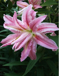 Broken Heart - Dubbel Orientalisk Lilja - rosa| Lilium (Orient Gruppen) - Bulbs.se