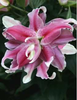 Distant Drum - Dubbel Orientalisk Lilja - rosa| Lilium (Orient Gruppen) - Bulbs.se