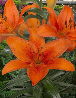 Foxley - Asiatisk Lilja - orange| Lilium (Longiflorum-Asiatiska Gruppen) - Bulbs.se