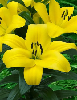 Fuenta - Asiatisk Lilja - gul| Lilium (Longiflorum-Asiatiska Gruppen) - Bulbs.se