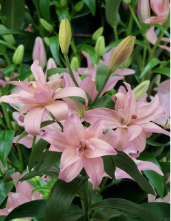 Bentley - Dubbel Asiatisk Lilja| Lilium (Asiatiska-Gruppen) - Bulbs.se