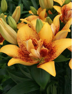 Double Nugget - Dubbel Asiatisk Lilja - gul| Lilium (Asiatiska Gruppen) - Bulbs.se