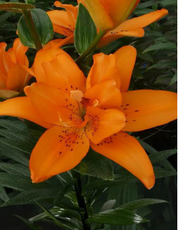 Double Princess - Dubbel Asiatisk Lilja - orange| Lilium (Asiatiska Gruppen) - Bulbs.se