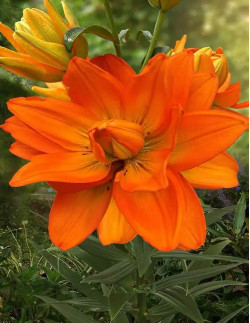 Hulk - Dubbel Asiatisk Lilja - orange| Lilium (Asiatiska Gruppen) - Bulbs.se