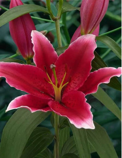 Chartwell - Orientalisk Lilja - rosa| Lilium (Orient-Gruppen) - Bulbs.se