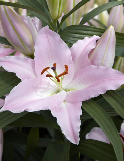 Peninsula - Orientalisk Lilja - rosa| Lilium (Orient-Gruppen) - Bulbs.se