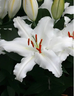 White Lantern - Orientalisk Lilja - vit| Lilium (Orient-Gruppen) - Bulbs.se