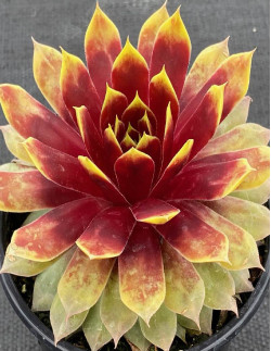 Gold Mine Giants - Taklök | Sempervivum tectorum - Bulbs.se