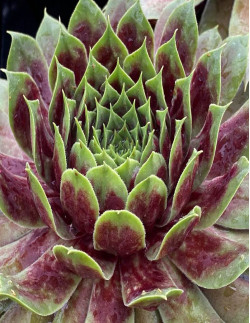 Emerald Explosion Giants - Taklök | Sempervivum tectorum - Bulbs.se