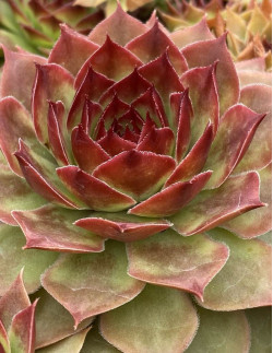 Copper Canyon Giants - Taklök | Sempervivum tectorum - Bulbs.se