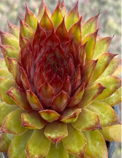 Pineapple Paradise - Taklök | Sempervivum tectorum - Bulbs.se