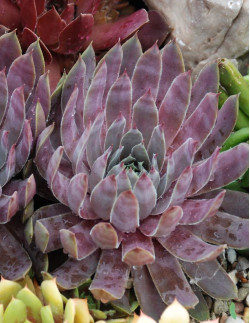 Berry Blues - Taklök | Sempervivum tectorum - Bulbs.se