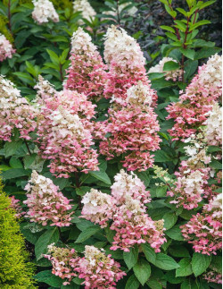 Candlelight - Vipphortensia | Hydrangea paniculata - Bulbs.se