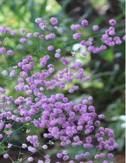 Splendide - Violruta | Thalictrum delavayi - Bulbs.se