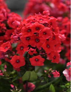 Tequila Sunrise - Höstflox | Phlox paniculata - Bulbs.se