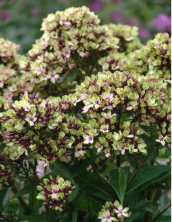 Mystique Green - Höstflox | Phlox paniculata - Bulbs.se
